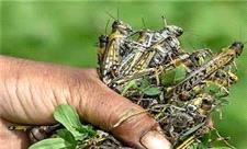 مبارزه با ملخ مراکشی در 416 هکتار از عرصه های آلوده شهرستان رودبار