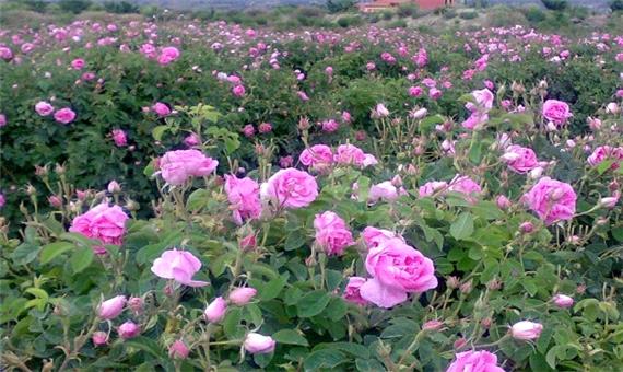 پیش بینی برداشت 41 تن برگ گل محمدی در گیلان
