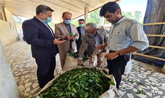 واریز 40 درصدی مطالبات چایکاران گیلانی