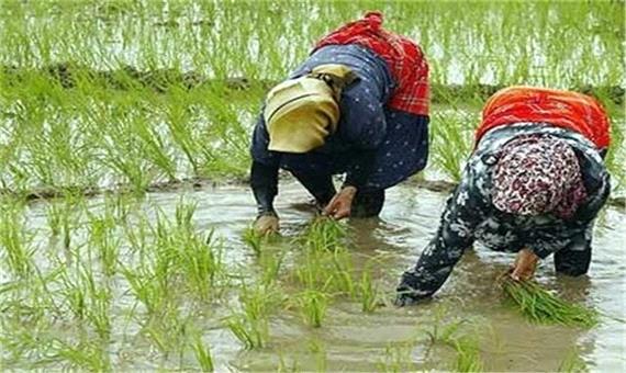 بی‌توجهی 75 درصد از کشاورزان رشت برای بیمه شالیزار