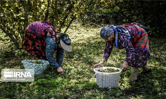 افزایش 15 درصدی برداشت فندق در گیلان