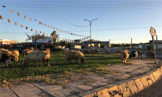 جمع‌آوری احشام سرگردان در سطح شهر لوندویل