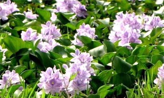 6 هزار هکتار از پهنه آبی گیلان آلوده به گیاه مهاجم سنبل آبی است