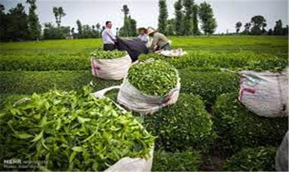 آخرین مهلت بیمه چای و برنج در گیلان