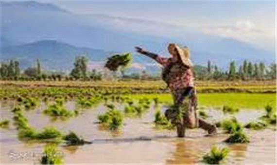 نشاء برنج در 220 هزار هکتار از شالیزارهای گیلان انجام شد