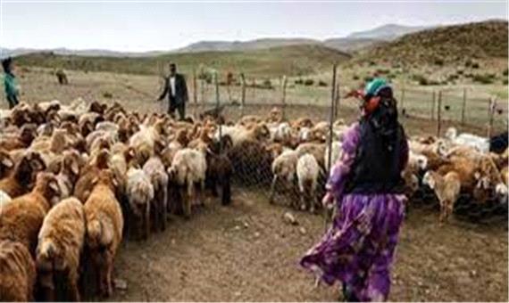 تولید 22 درصد گوشت قرمز گیلان توسط عشایر