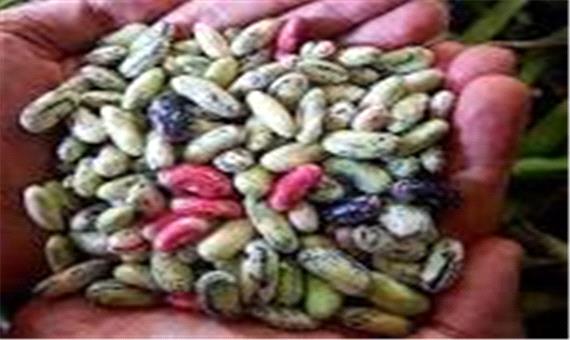 آغاز برداشت لوبیای محلی در گیلان
