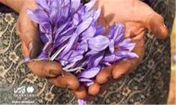 آغاز برداشت زعفران در مناطق کوهستانی گیلان