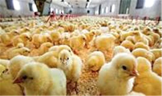 افزایش جوجه ریزی مرغداری‌های گیلان