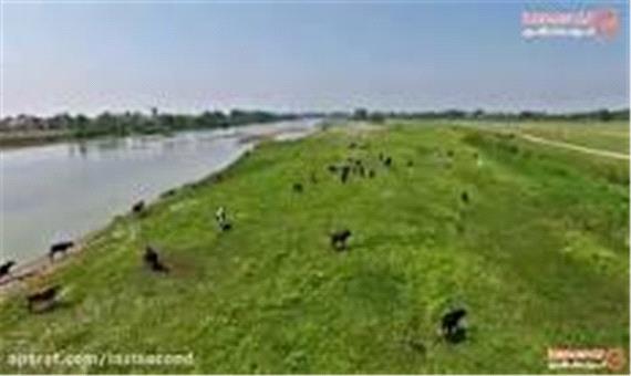 پیاده‌روی روی تالاب بوجاق با درختانی که از عصر یخبندان جان سالم به در برده‌اند