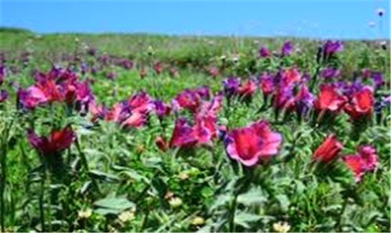 جشنواره گیاهان دارویی در آستارا برگزار می‌شود