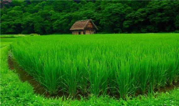 نشاء برنج 81 درصد از شالیزار‌های گیلان