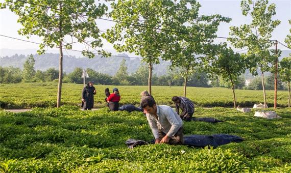 بیش از 54 هزار تن برگ سبز چای خرید تضمینی شد