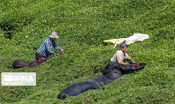 تعاون روستایی گیلان 771 تن برگ سبز چای خریداری کرد