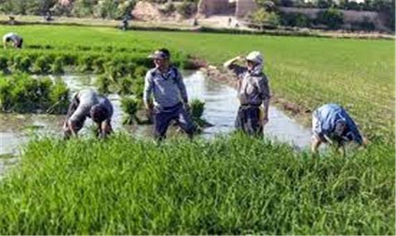 کشت دوم افزایش دهنده درآمد برنجکاران گیلانی