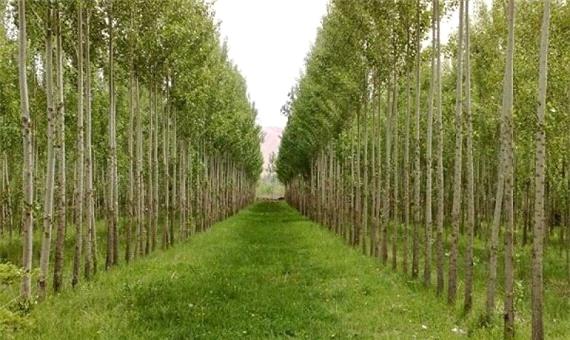 شناسایی 17 هزار هکتار از اراضی ملی گیلان برای زراعت چوب