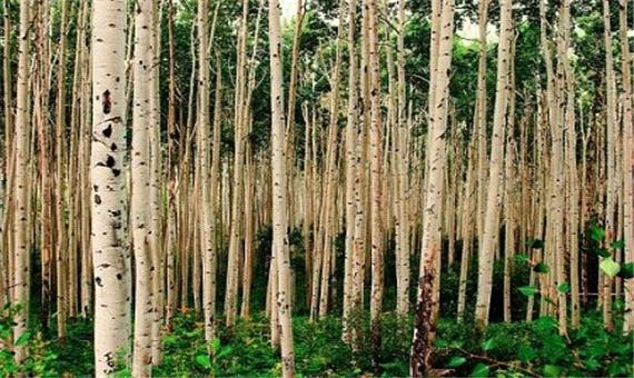 زراعت چوب در 42 هزار هکتار از اراضی ملی و مستثنیات گیلان