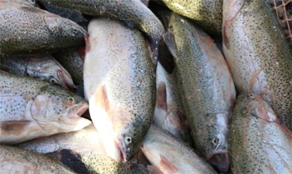 تولید بیش از 3 هزار تن ماهی سردآبی در گیلان
