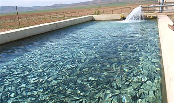 کاهش میزان تولید و صادرات ماهیان گرمابی در گیلان به دلیل کرونا