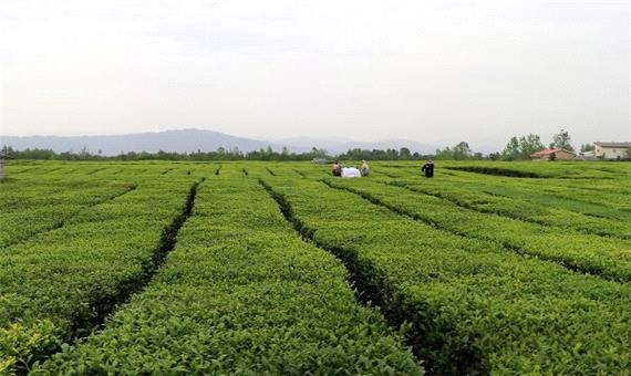 73 درصد از بهره برداران چای زیر 5 هزار متر باغ دارند