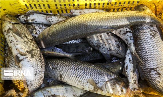 صید ماهیان استخوانی در گیلان 12 درصد رشد یافت