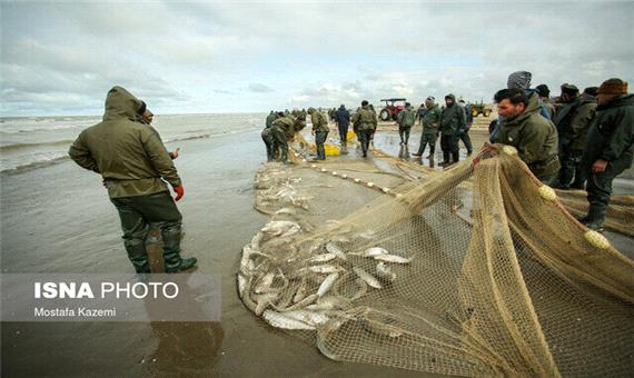 رشد 48 درصدی صید ماهیان استخوانی در دریای خزر