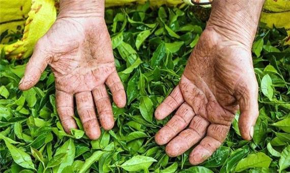 رئیس سازمان چای کشور: 97 درصد مطالبات چایکاران گیلان و مازندران پرداخت شد