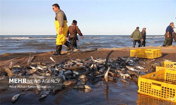 افزایش 39 درصدی صید ماهیان استخوانی در خزر/ 544 تن ماهی صید شد