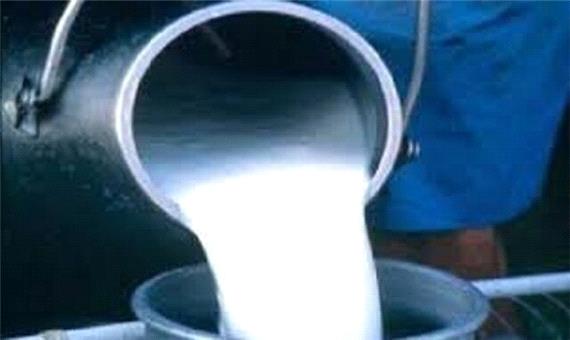 فروش 20 درصد شیر گیلان به فروشگاه های لبنیات سنتی