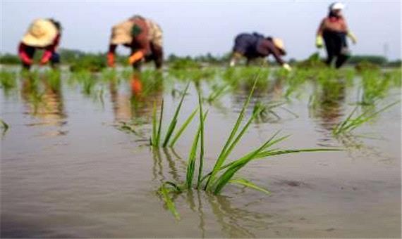 گامی موثر در جهت افزایش کیفیت و کاهش آفات برنج گیلان