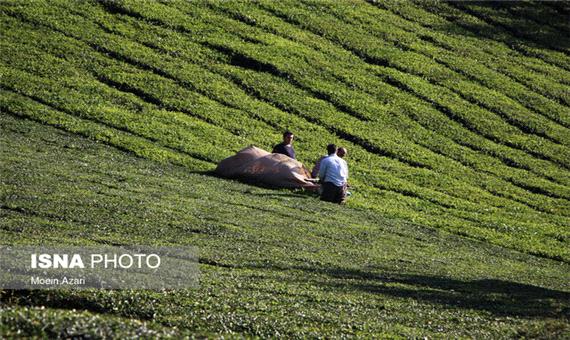 احیای 100 هکتاری باغات چای رها شده طی امسال