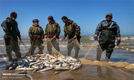 افزایش 7 درصدی صید ماهیان استخوانی از خزر/ 1291 تن ماهی صید شد