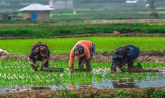 باران عامل کاهش تخلفات تغییرکاربری اراضی گیلان