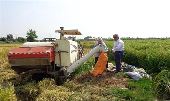 نجات 40 هزار تن برنج سفید گیلان از نیم دانه شدن