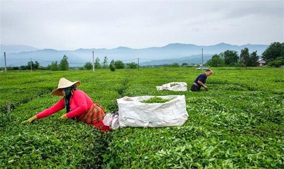 آمادگی 30 کارخانه چایسازی برای خرید برگ سبز چای