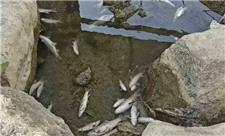 تلف شدن صدها قطعه ماهی در ماسوله رودخان