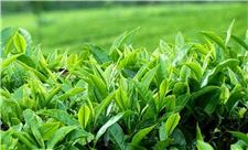 رونق صنعت چای با بسته‌بندی و برندسازی در گیلان
