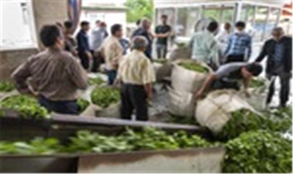 خرید بیش از 20 هزار تن برگ سبز چای از چایکاران شمال