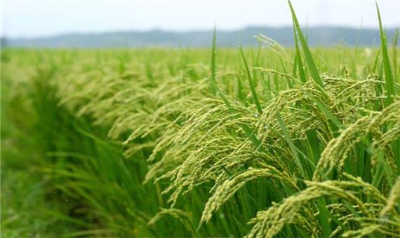 ضرورت بهره گیری از دانش نوین در تولید برنج
