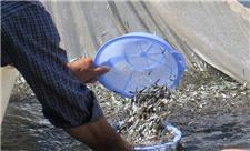 رهاسازی بیش از 67 میلیون قطعه ماهیان استخوانی و گرم آبی در گیلان