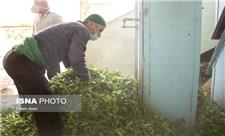 تولید بیش از 15 هزار تن چای خشک در کشور