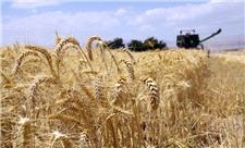 پیش بینی تولید بیش از ده هزار تن گندم در رودبار