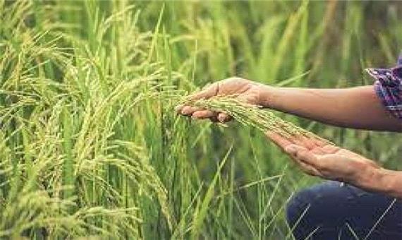 کاهش رنج تولید برنج در لاهیجان
