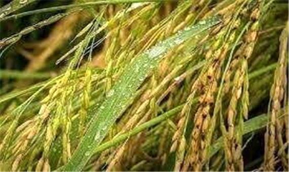 تاثیر باران بر افزایش قیمت تمام شده تولید برنج رشت