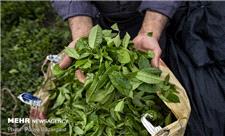 خرید بیش از 80 هزار تن برگ سبز چای/ 77 درصد مطالبات پرداخت شد