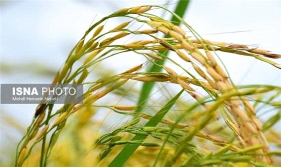 مزارع برنج - شهرستان مرزی آستارا