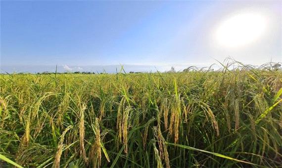 برداشت برنج در 4 هزار هکتار از شالیزار‌های گیلان