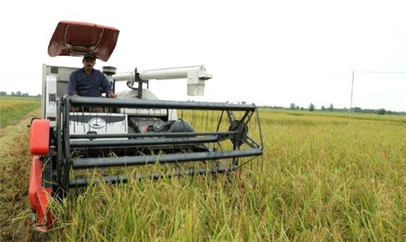 برداشت برنج در بیش از 9 هزار هکتار از شالیزار‌های گیلان