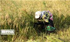 برنجکاران گیلان کرت‌های شالیزاری را برای خروج آب باران باز نگه دارند