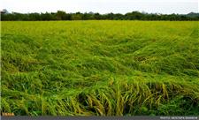 بارش باران هزینه برداشت برنج در شالیزارهای رشت را افزایش می دهد